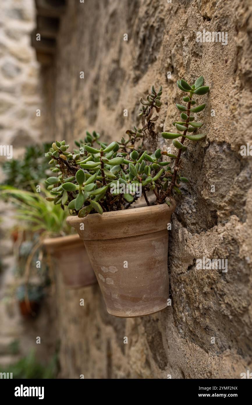 Crassula arborescens - pianta di giada d'argento, pianta di dollaro d'argento (giada), beestebul, giada cinese, pianta di biscotti, pianta di moneta, o l'albero dei soldi, quello è e. Foto Stock