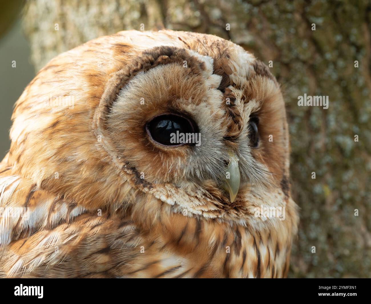 Gufo Tawny in a Tree, Bristol Woodland Regno Unito [ Strix Aluco ] Foto Stock
