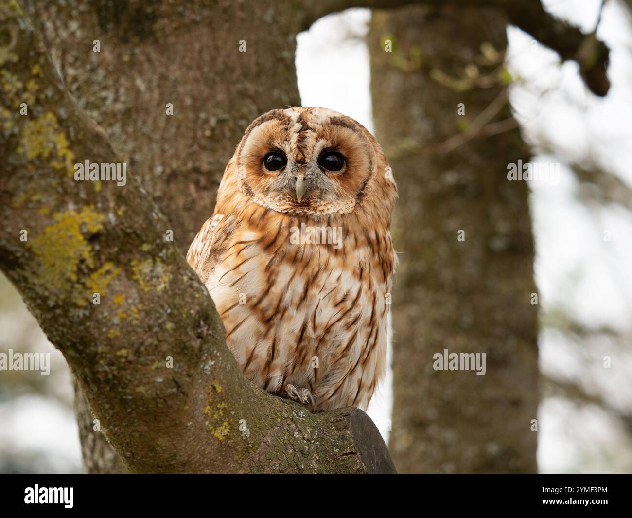 Gufo Tawny in a Tree, Bristol Woodland Regno Unito [ Strix Aluco ] Foto Stock