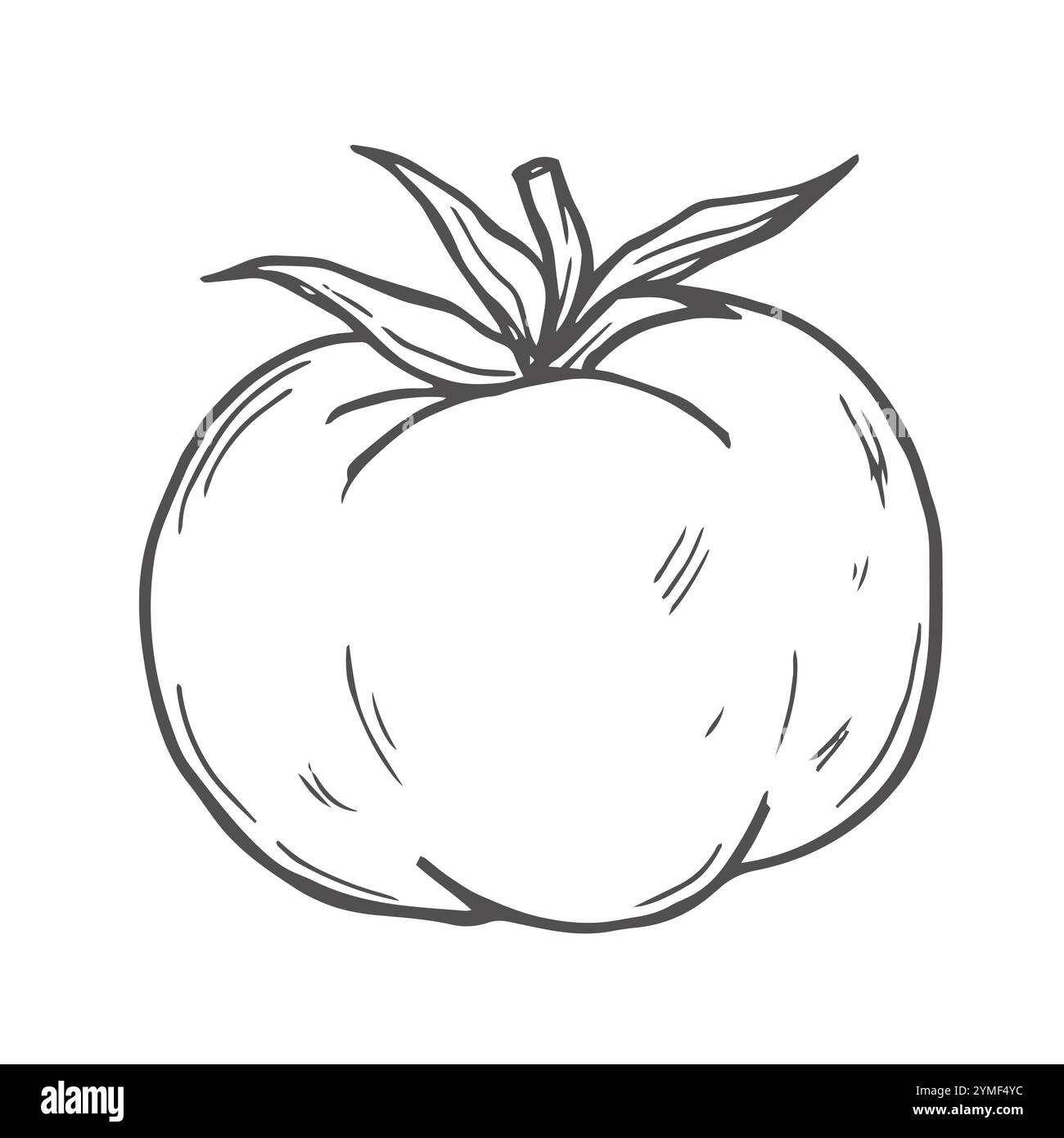 Pomodoro doodle disegnato a mano con foglia isolata su sfondo bianco. Illustrazione vettoriale. Illustrazione Vettoriale
