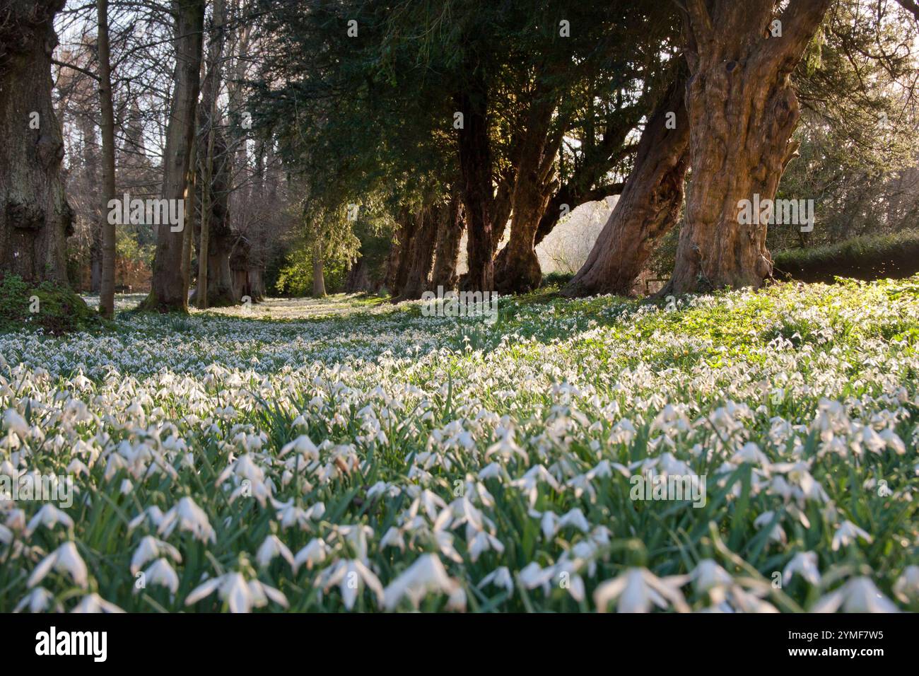 Snowdrops (galanthus) nella tenuta di Welford Park, Newbury, Berkshire, Inghilterra Foto Stock