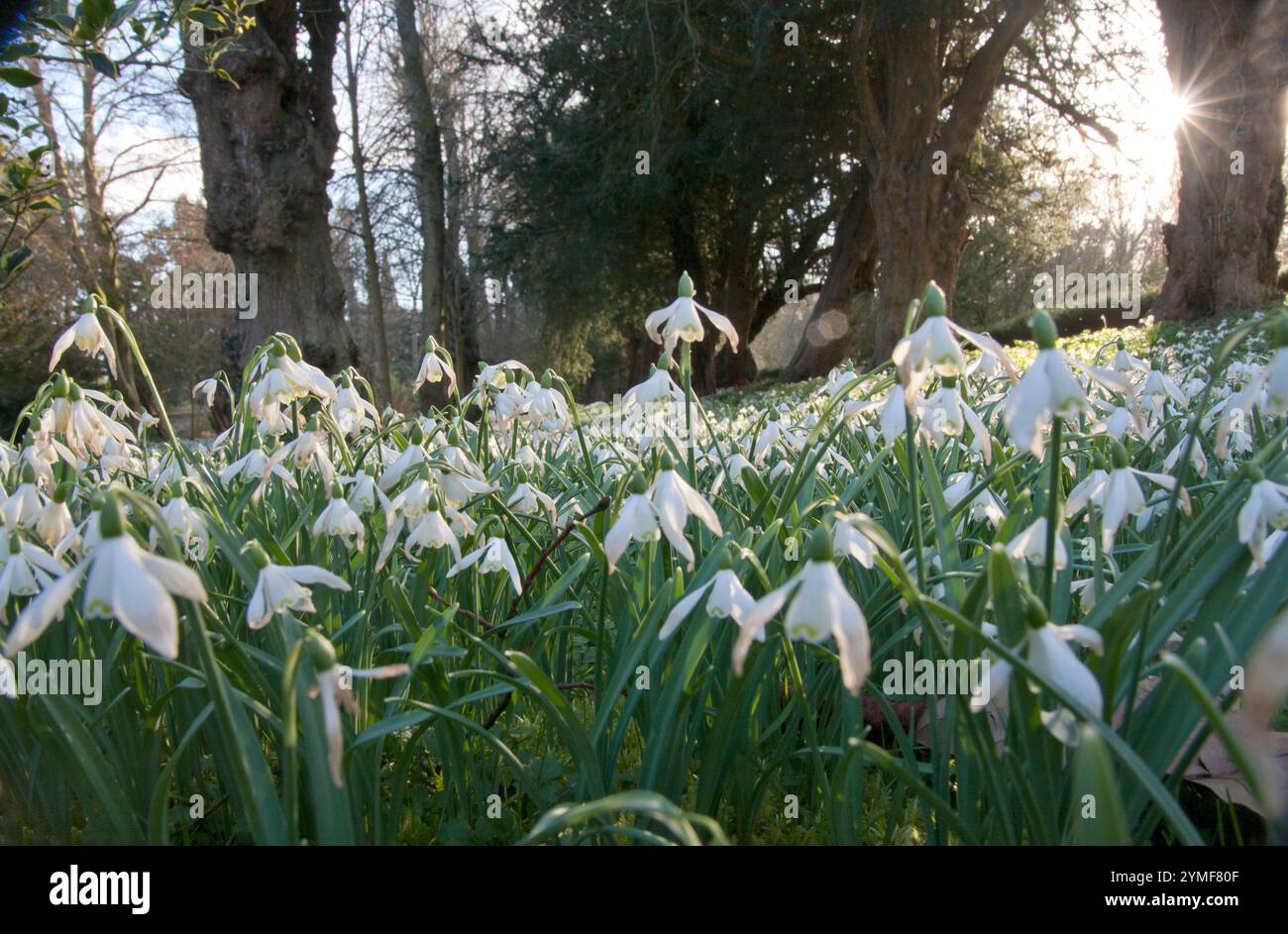 Snowdrops (galanthus) nella tenuta di Welford Park, Newbury, Berkshire, Inghilterra Foto Stock