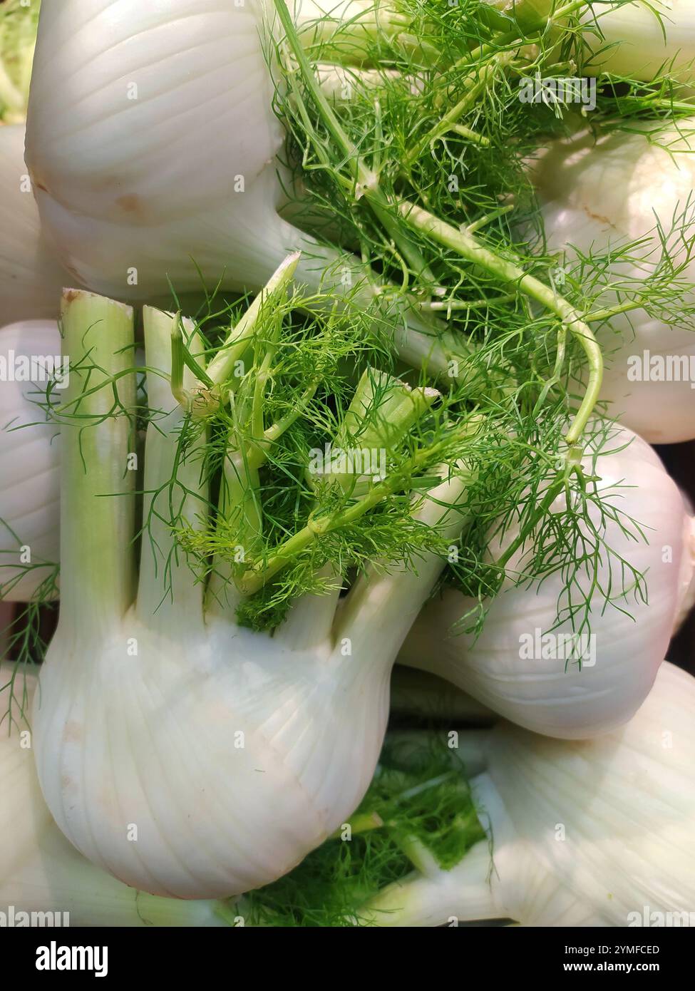 Ingredienti freschi: Finocchio croccante con foglie verdi per Fotografia alimentare e progettazione grafica. Vendemmia di finocchio: Immagine naturale ideale per ricette, blog Foto Stock