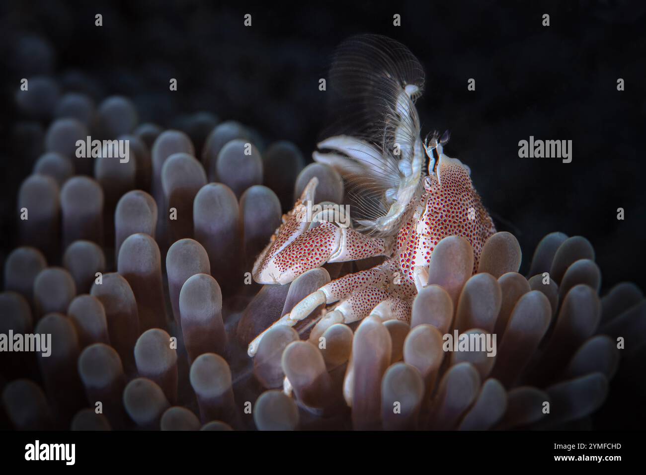 Granchio di porcellana di Anemone. La foto è stata scattata a Sulawesi settentrionale, isola di Bangka, Indonesia Foto Stock