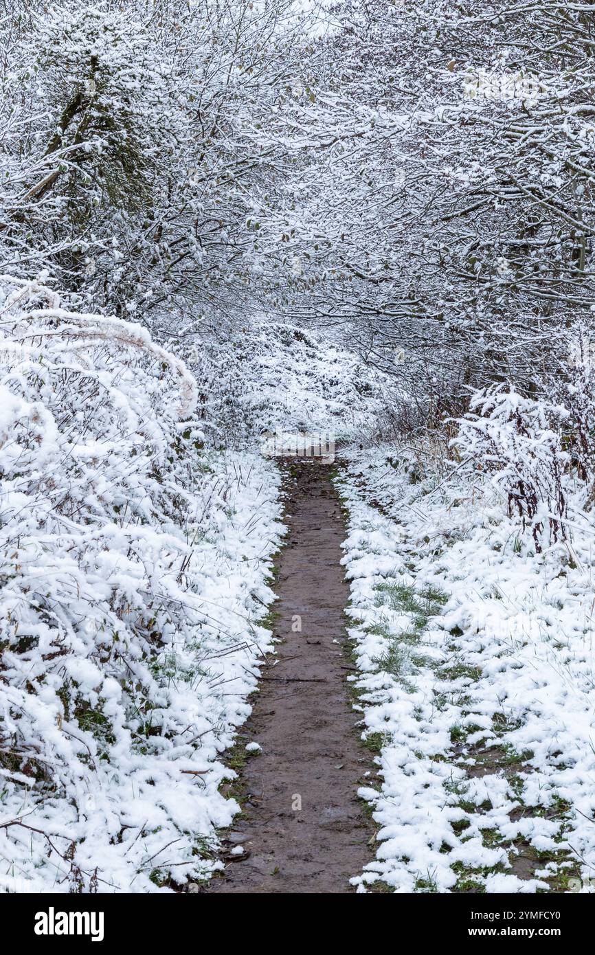 Un sentiero attraverso gli alberi invernali nello Yorkshire. Il sentiero passa sotto rami di alberi sovrastanti ricoperti di neve. Foto Stock