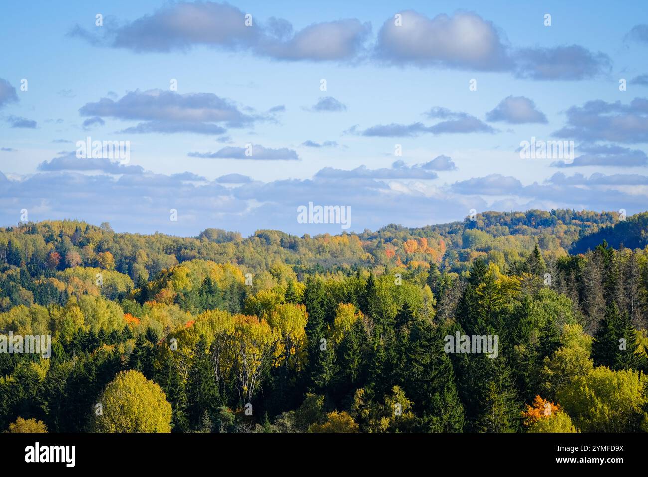 Una colorata foresta autunnale si estende attraverso le colline ondulate, mostrando un fogliame vibrante in sfumature di verde, giallo e arancione sotto un cielo nuvoloso. Foto Stock