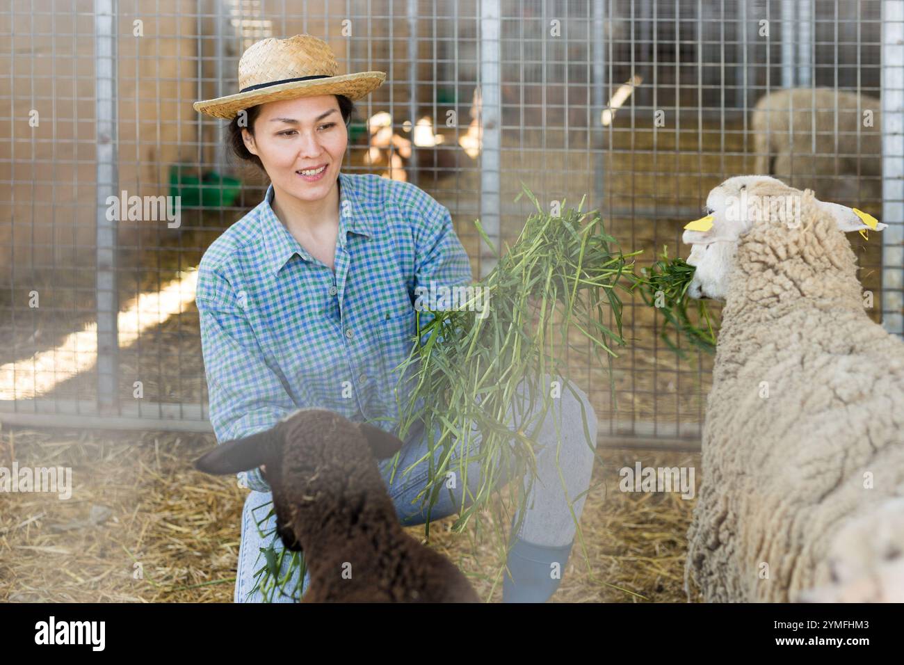 Donna asiatica sorridente allevatore di bestiame che mangia pecore Foto Stock