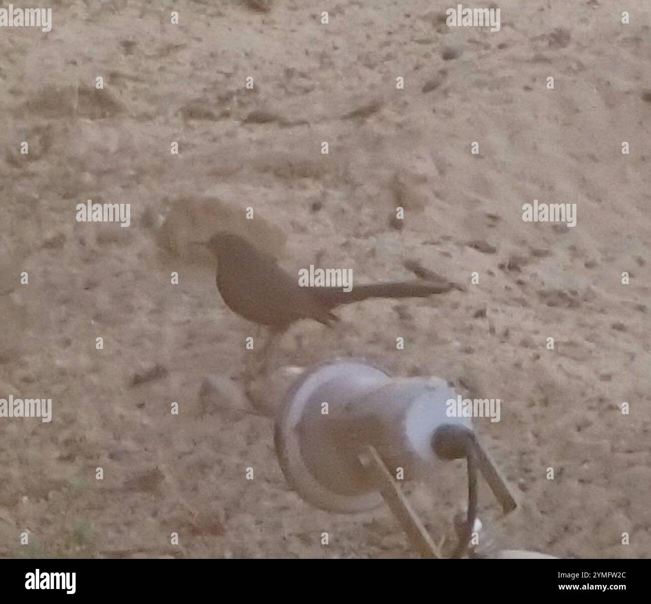 Black Scrub-Robin (Cercotrichas podobe) Foto Stock