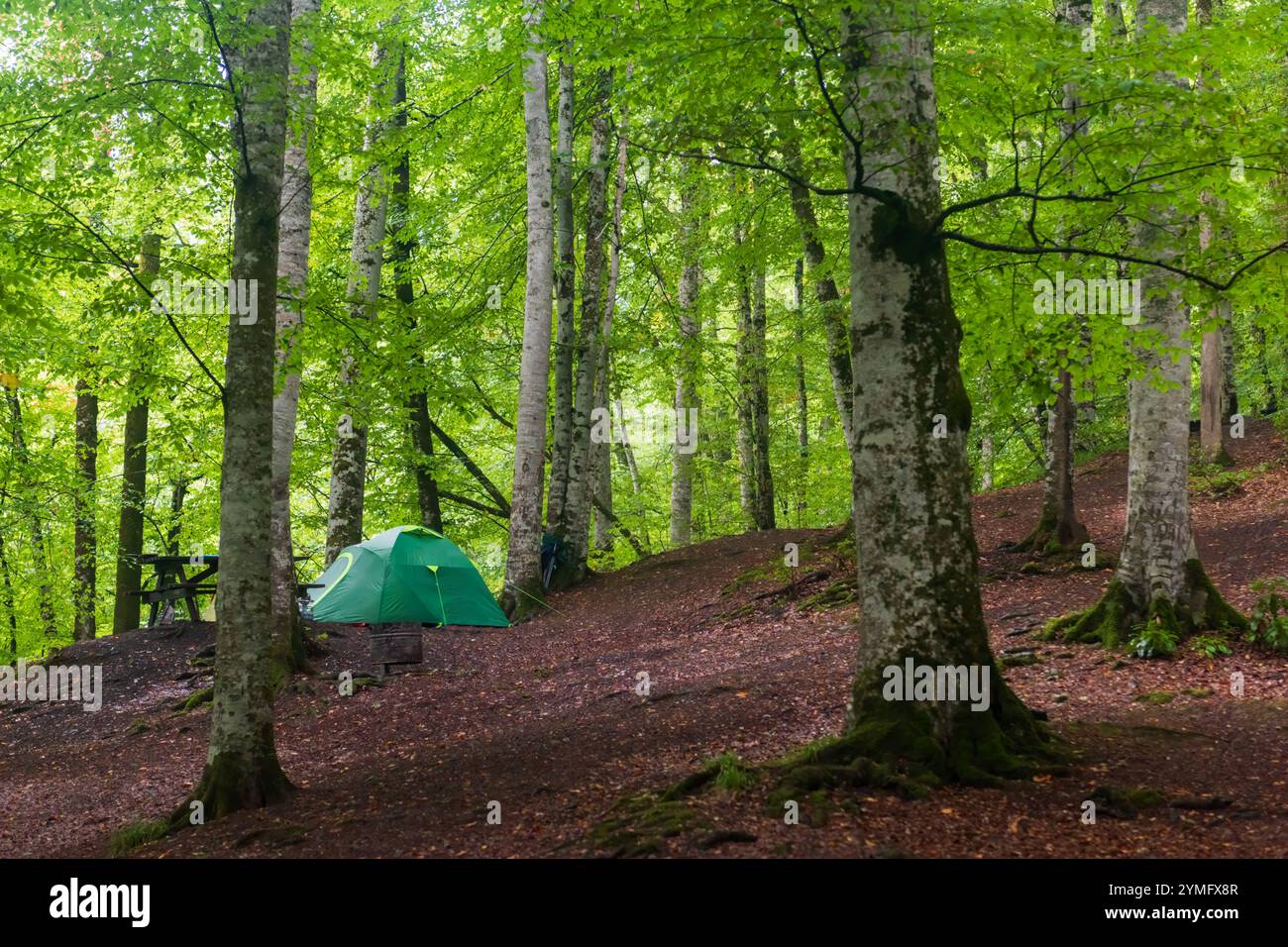 Un'unica tenda verde situata in una tranquilla foresta circondata da alti alberi, Foto Stock