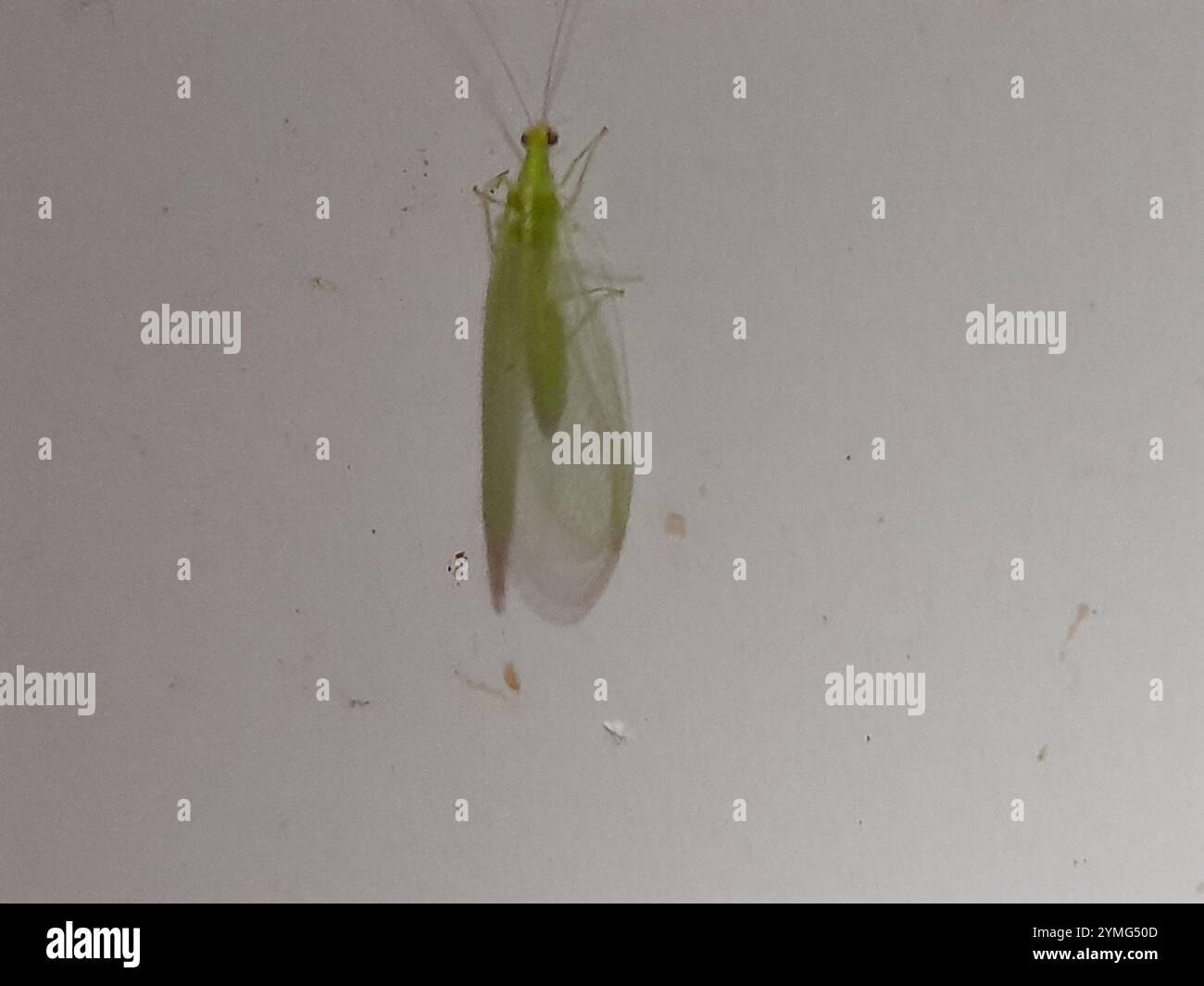 Lacewings verdi del gruppo carnea (Chrysoperla carnea) Foto Stock