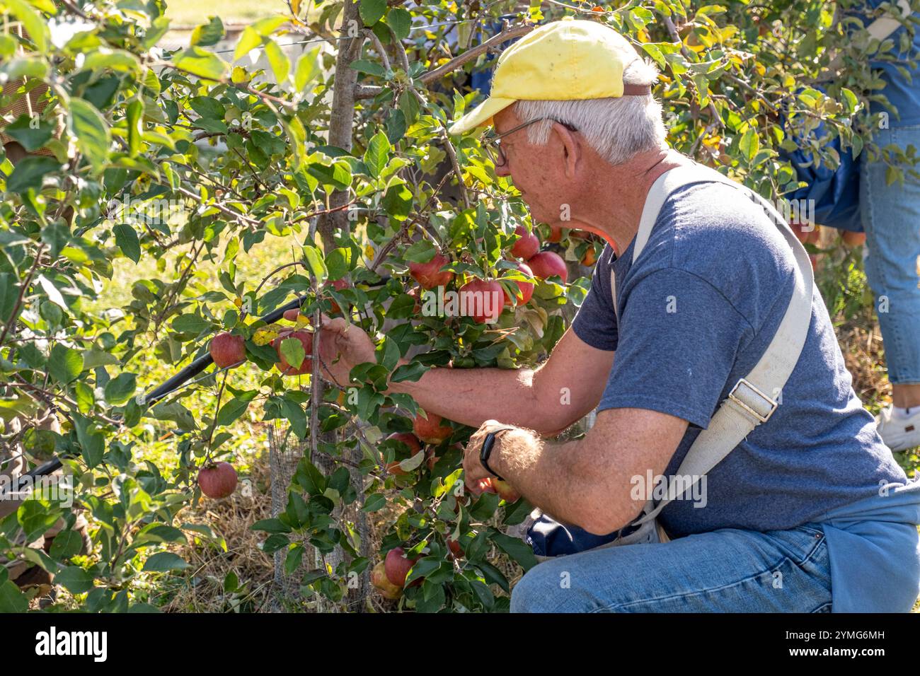 Uomo che raccoglie mele in un frutteto nel New England Foto Stock