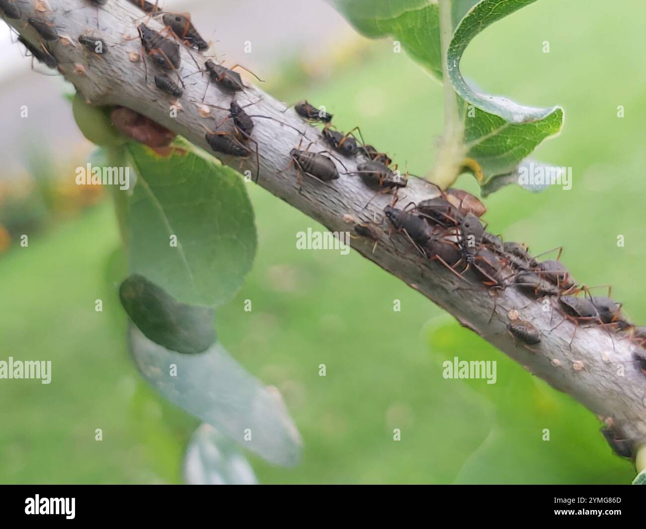 Quercia variegata Aphid (Lachnus roboris) Foto Stock