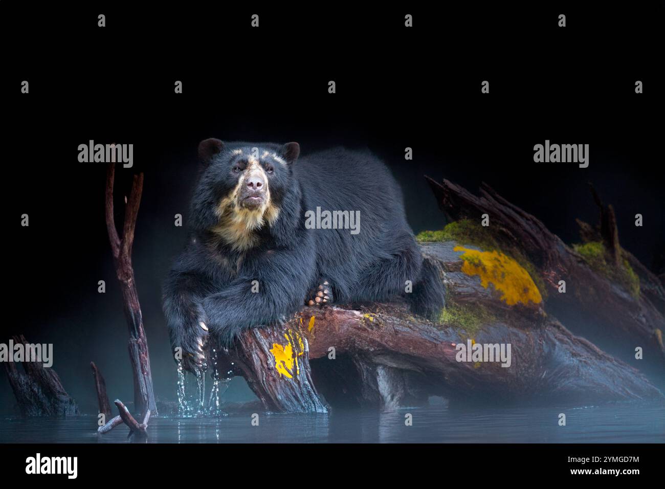 sudamericano Spectacled Bear (Tremarctos ornatus). Foto Stock