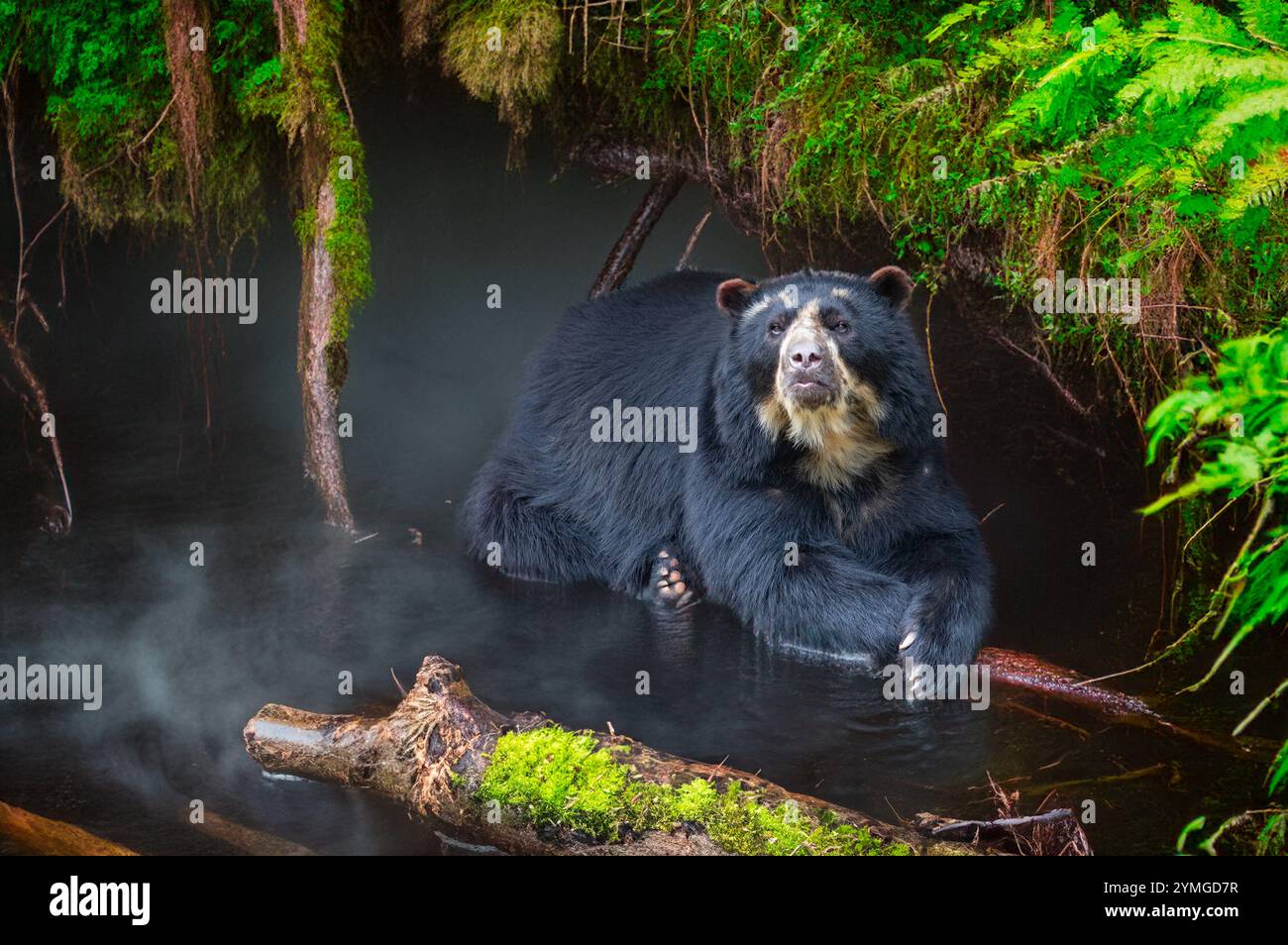 sudamericano Spectacled Bear (Tremarctos ornatus). Foto Stock