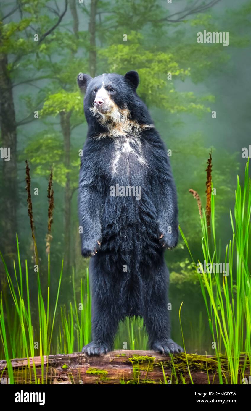 sudamericano Spectacled Bear (Tremarctos ornatus). Foto Stock