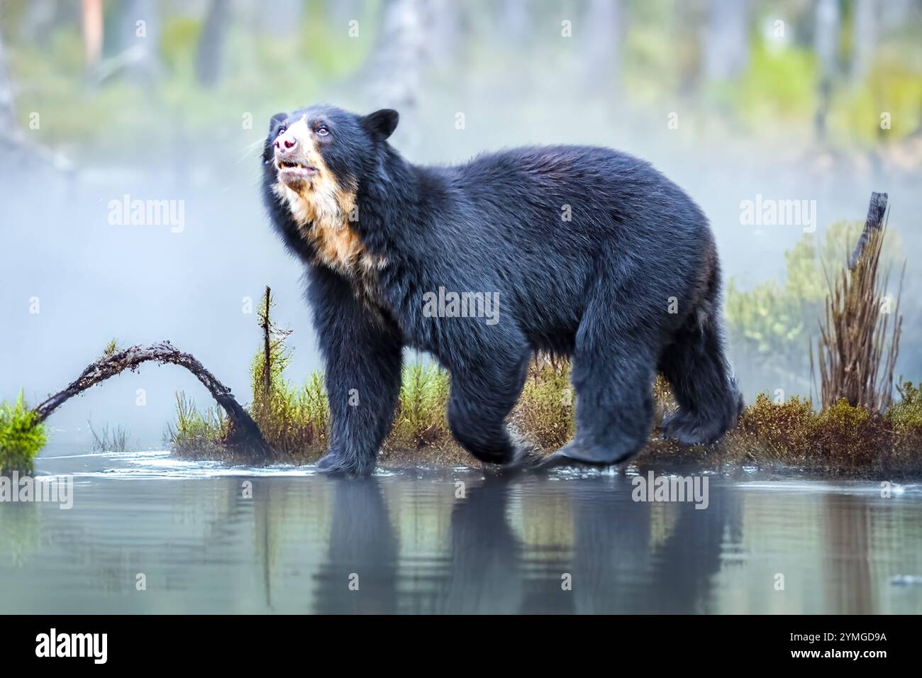 sudamericano Spectacled Bear (Tremarctos ornatus). Foto Stock