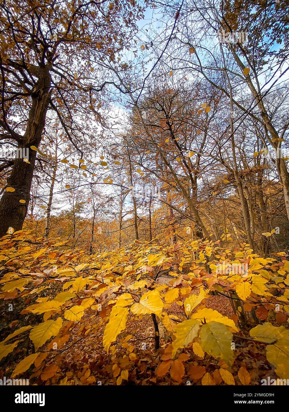 Scena autunnale mentre le foglie di faggio caduto coprono il terreno e un albero di quercia si erge tra le faggi e i Firs al Dingle di Appleton, Cheshire, Engl - Immagine stock catturata con smartphone