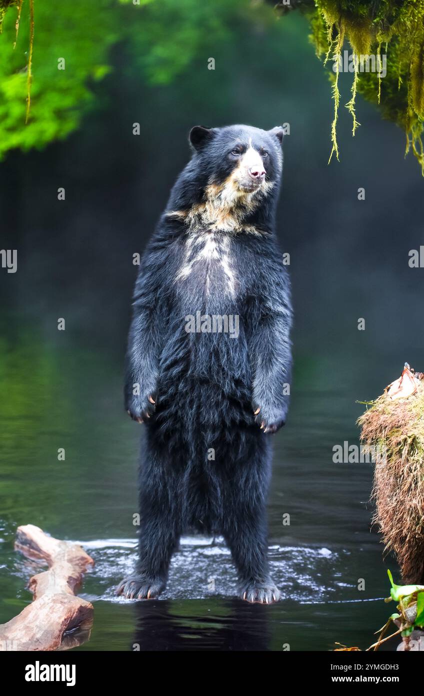 sudamericano Spectacled Bear (Tremarctos ornatus). Foto Stock