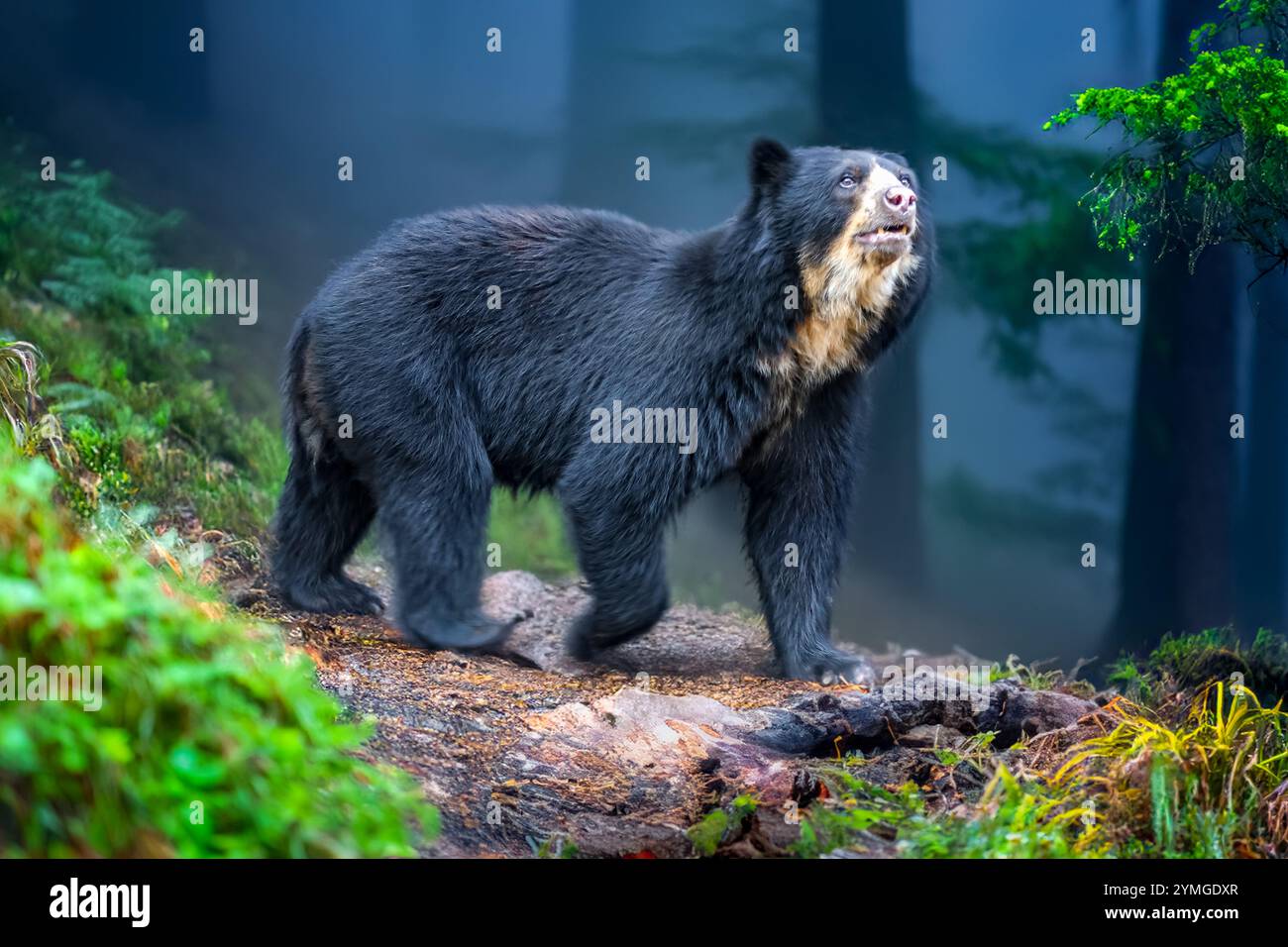 sudamericano Spectacled Bear (Tremarctos ornatus). Foto Stock