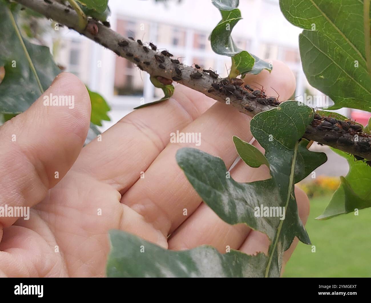 Quercia variegata Aphid (Lachnus roboris) Foto Stock