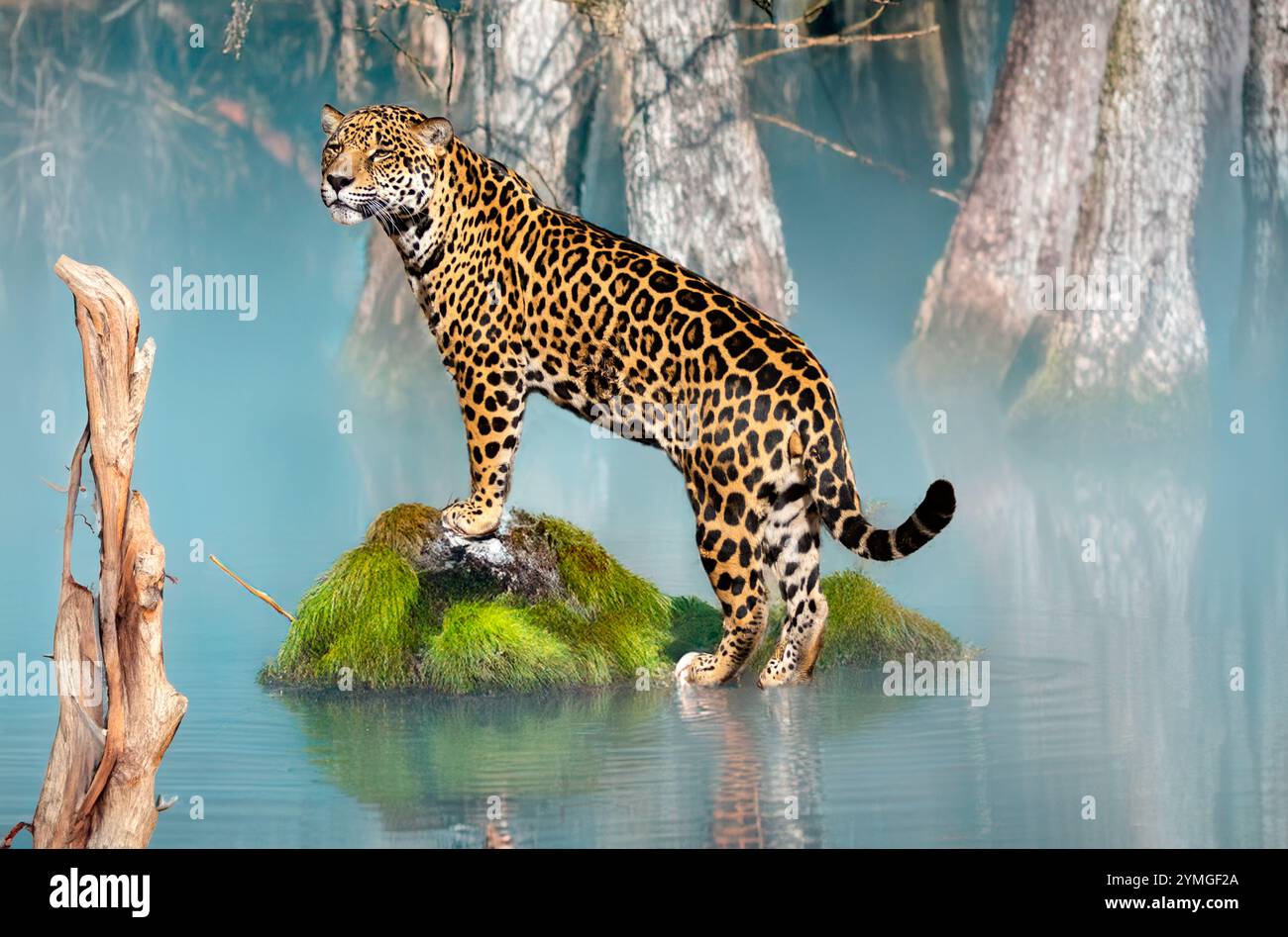 giaguaro sudamericano sul tronco dell'albero con foresta tropicale e sfondo spettacolare Foto Stock