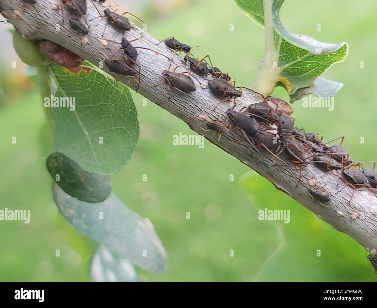 Quercia variegata Aphid (Lachnus roboris) Foto Stock