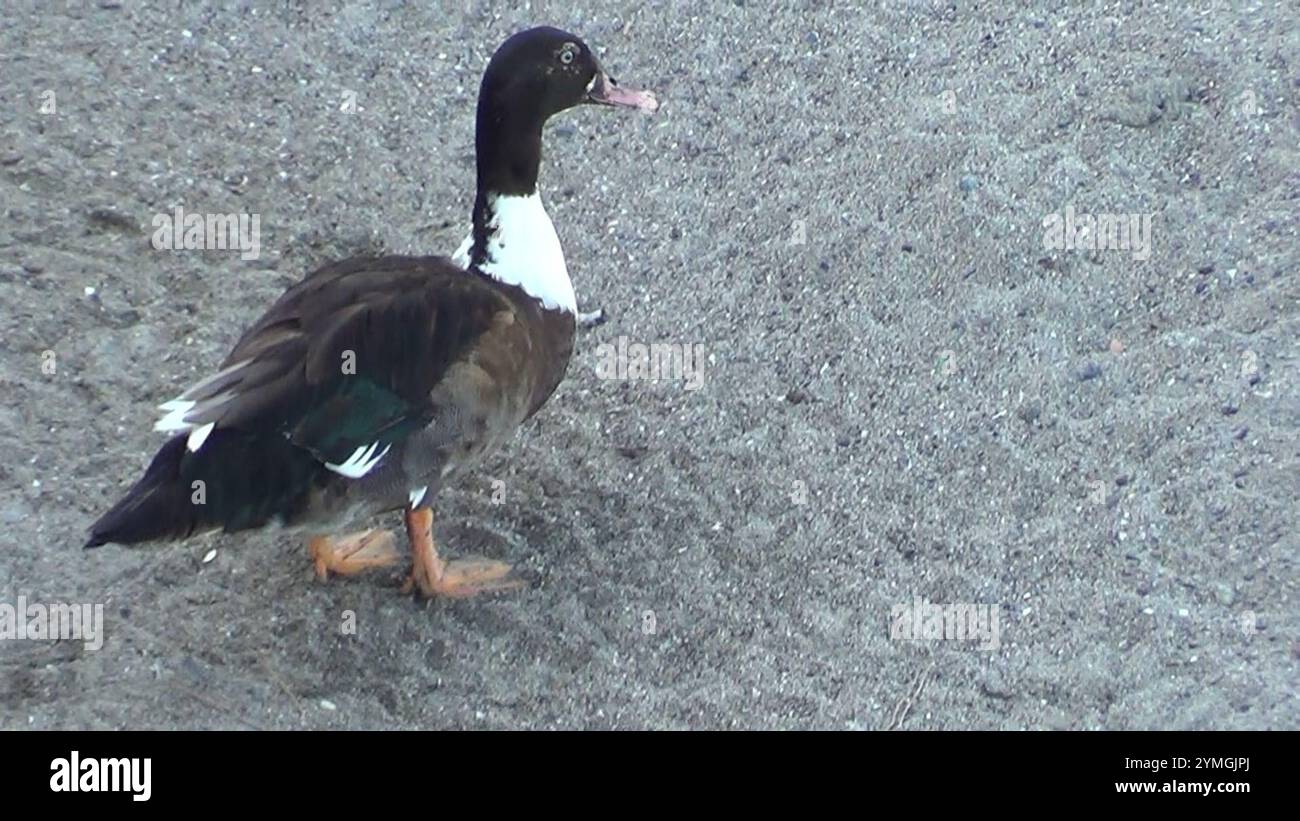 Mallard x Muscovy Duck (Anas platyrhynchos x Cairina moschata) Foto Stock