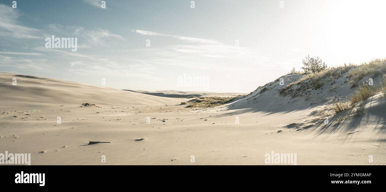 Una pittoresca duna di sabbia che presenta un impressionante albero maestosamente posizionato sopra di essa, creando una splendida scena naturale Foto Stock