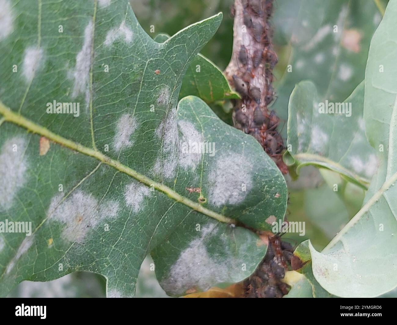Quercia variegata Aphid (Lachnus roboris) Foto Stock