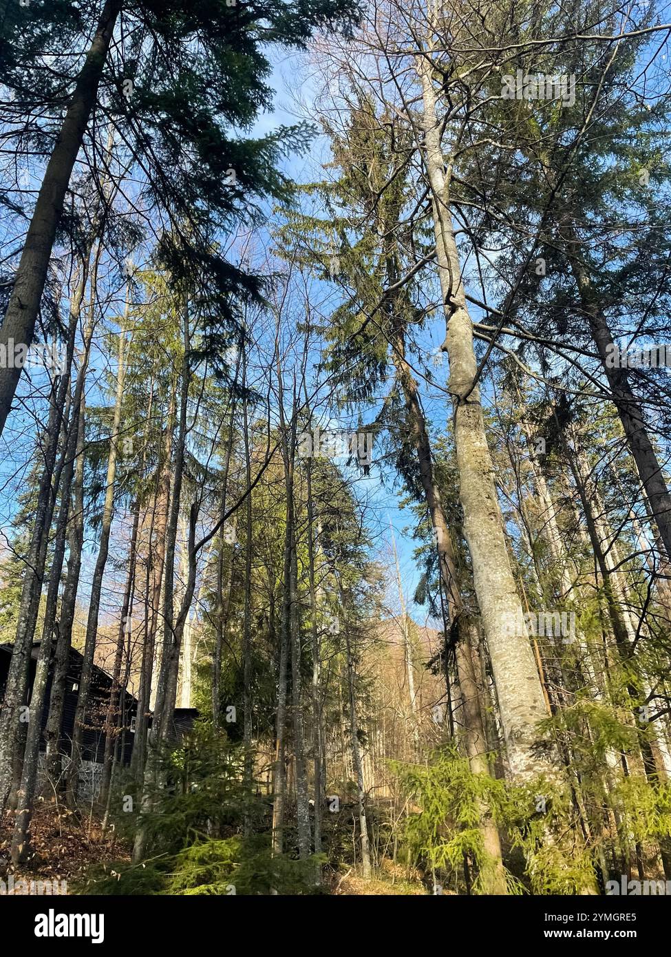 Boschi intorno al castello di Peles, Sinaia, Romania Foto Stock