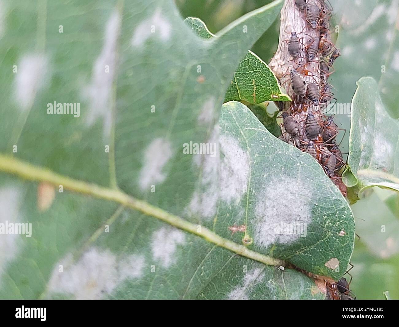 Quercia variegata Aphid (Lachnus roboris) Foto Stock