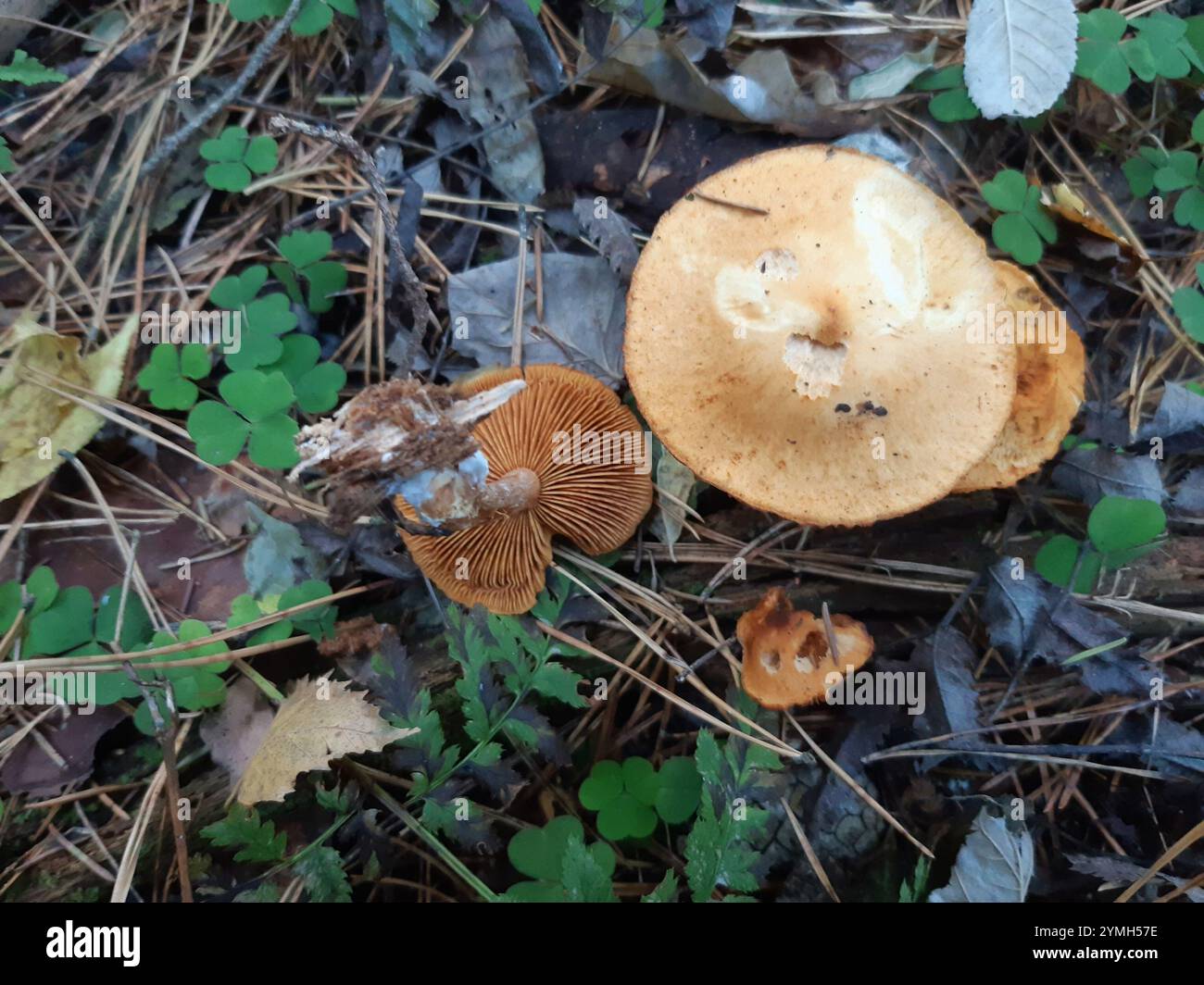 Rustgill squamoso (Gymnopilus sapineus) Foto Stock