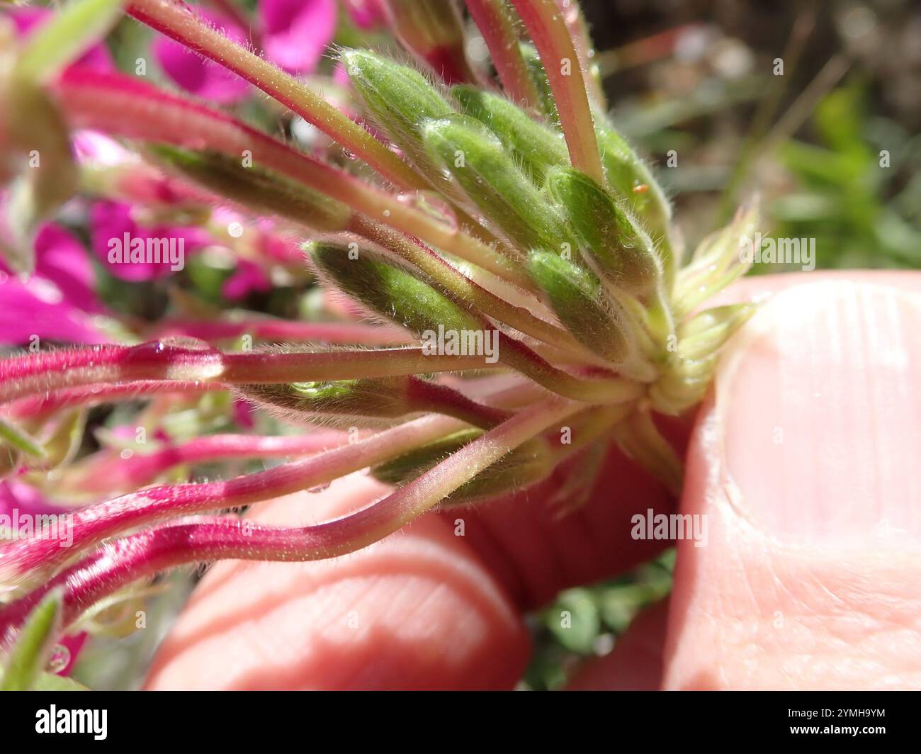 Neitjie Storksbill (Pelargonium incrassatum) Foto Stock