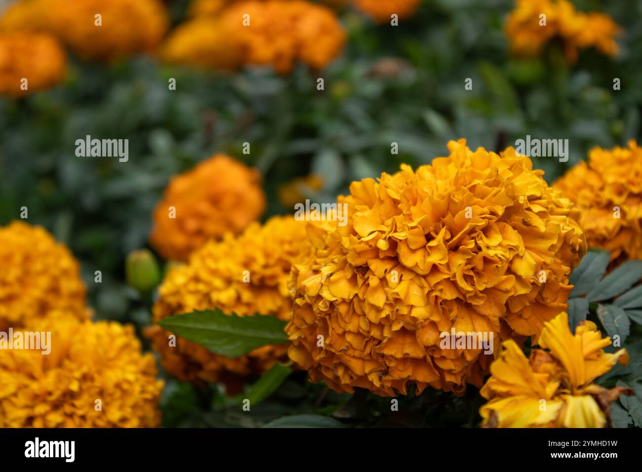 Flor de Cempasúchil Foto Stock
