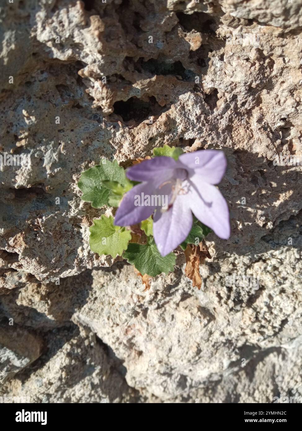 Campanile italiano (Campanula isophylla) Foto Stock