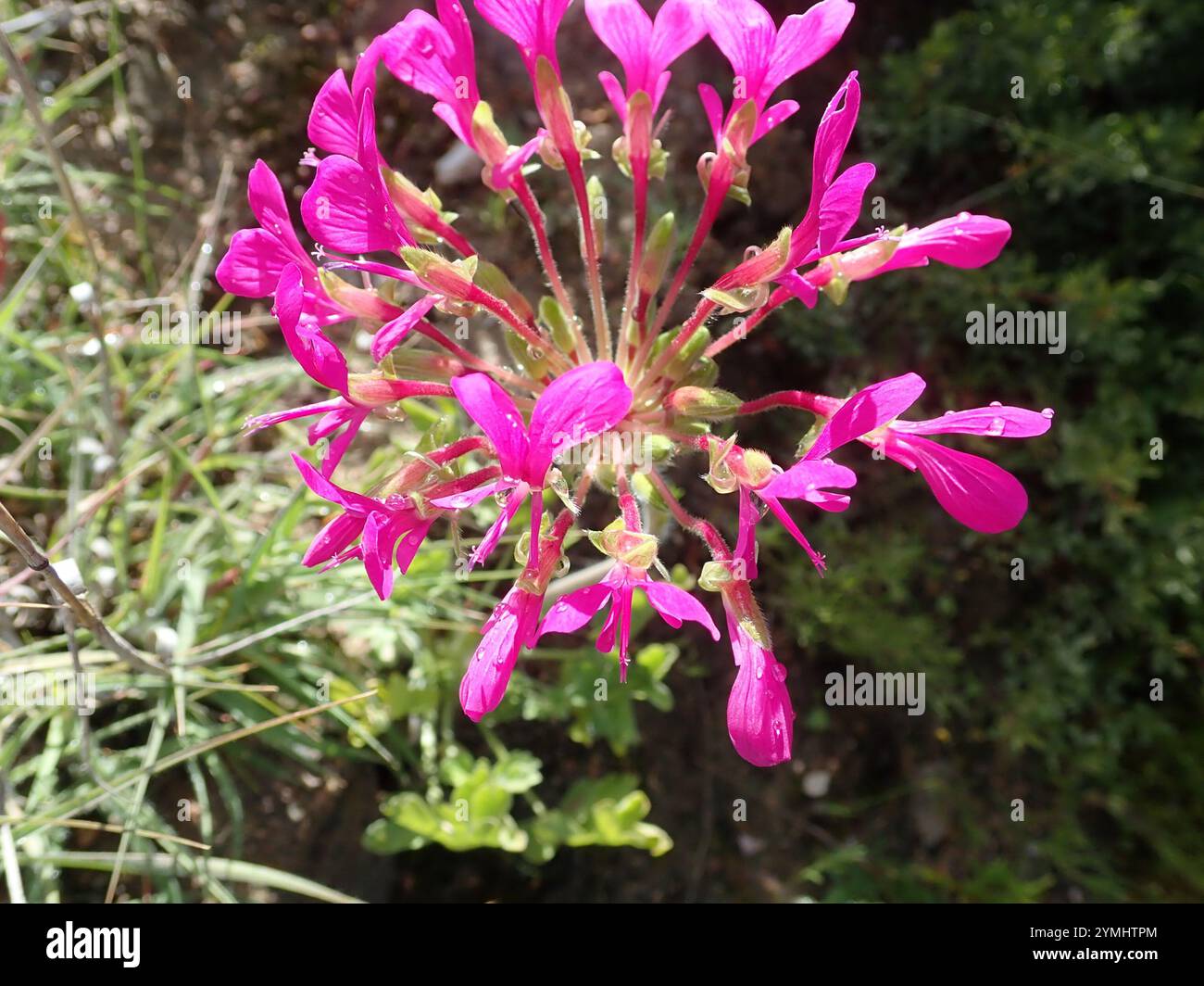 Neitjie Storksbill (Pelargonium incrassatum) Foto Stock