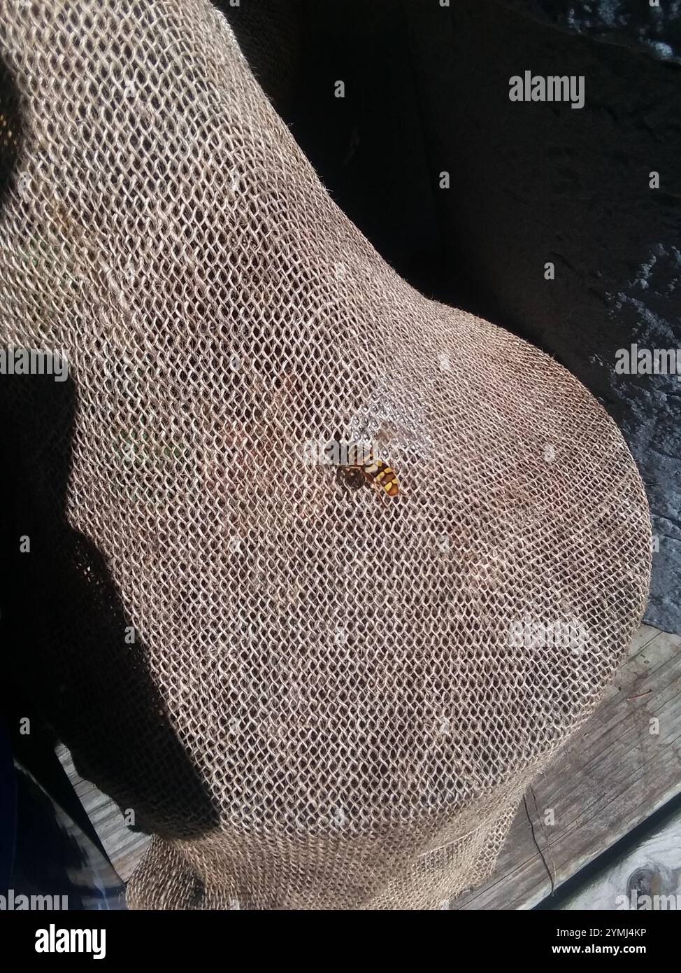 Volo in volo gigante della Virginia (Milesia virginiensis) Foto Stock