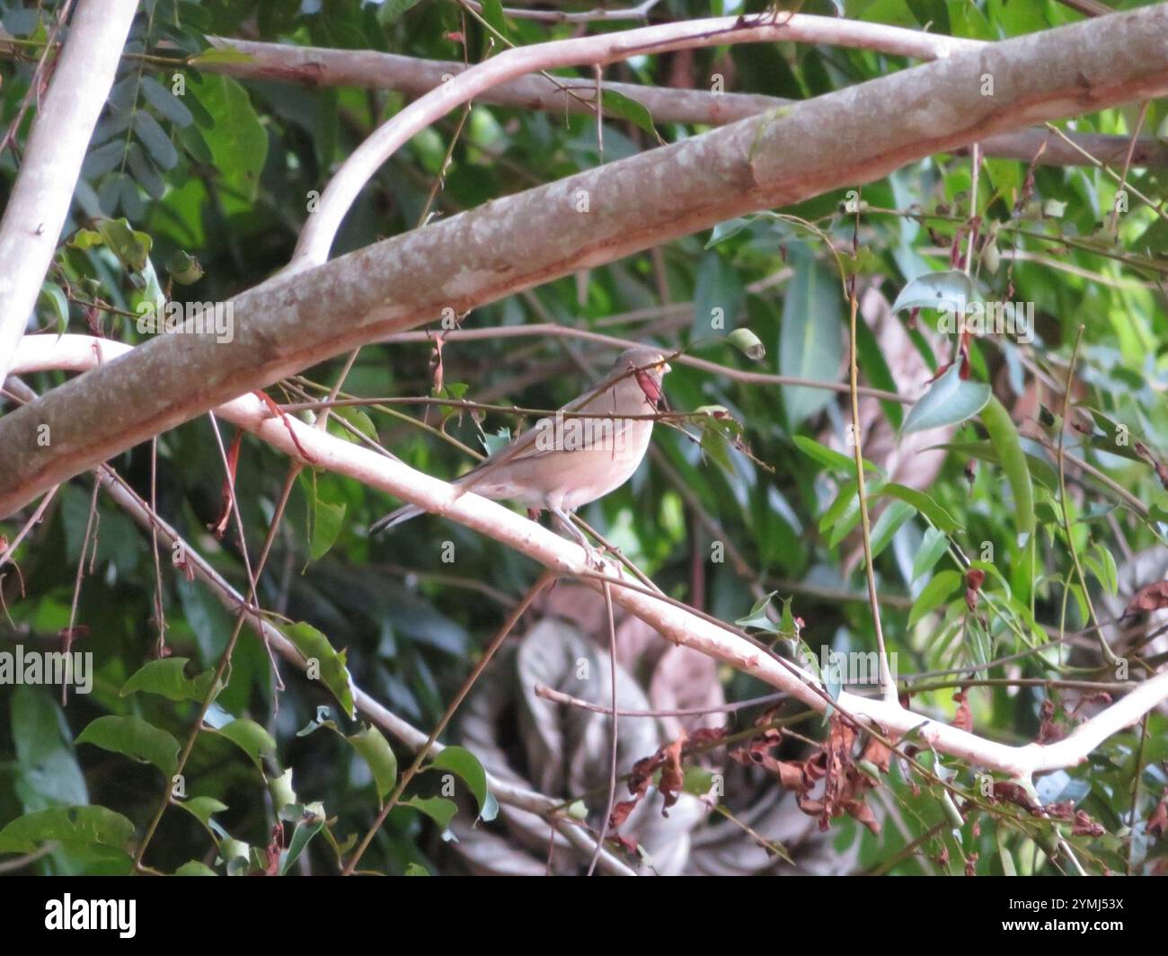 Spectacled Tordo (Turdus nudigenis) Foto Stock