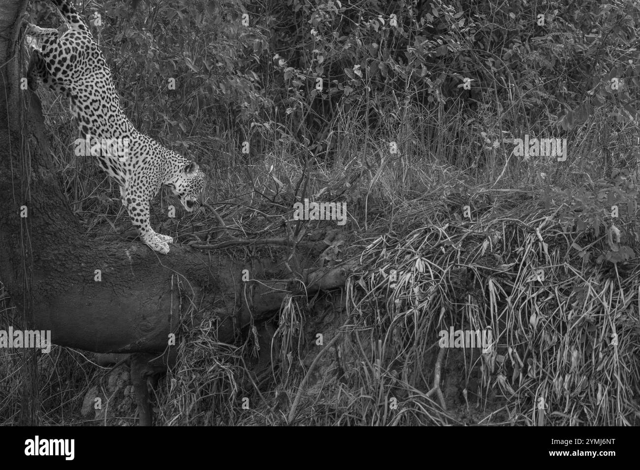Jaguar che scende da un albero nel Pantanal Brasile. Foto Stock