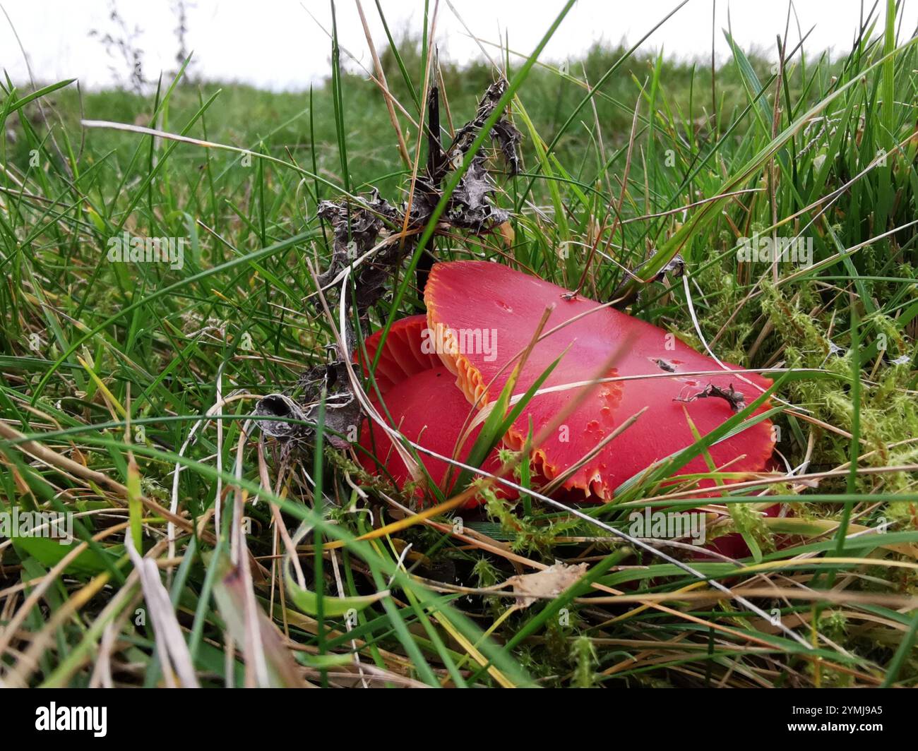 Scarlet tappo ceroso (Hygrocybe coccinea) Foto Stock