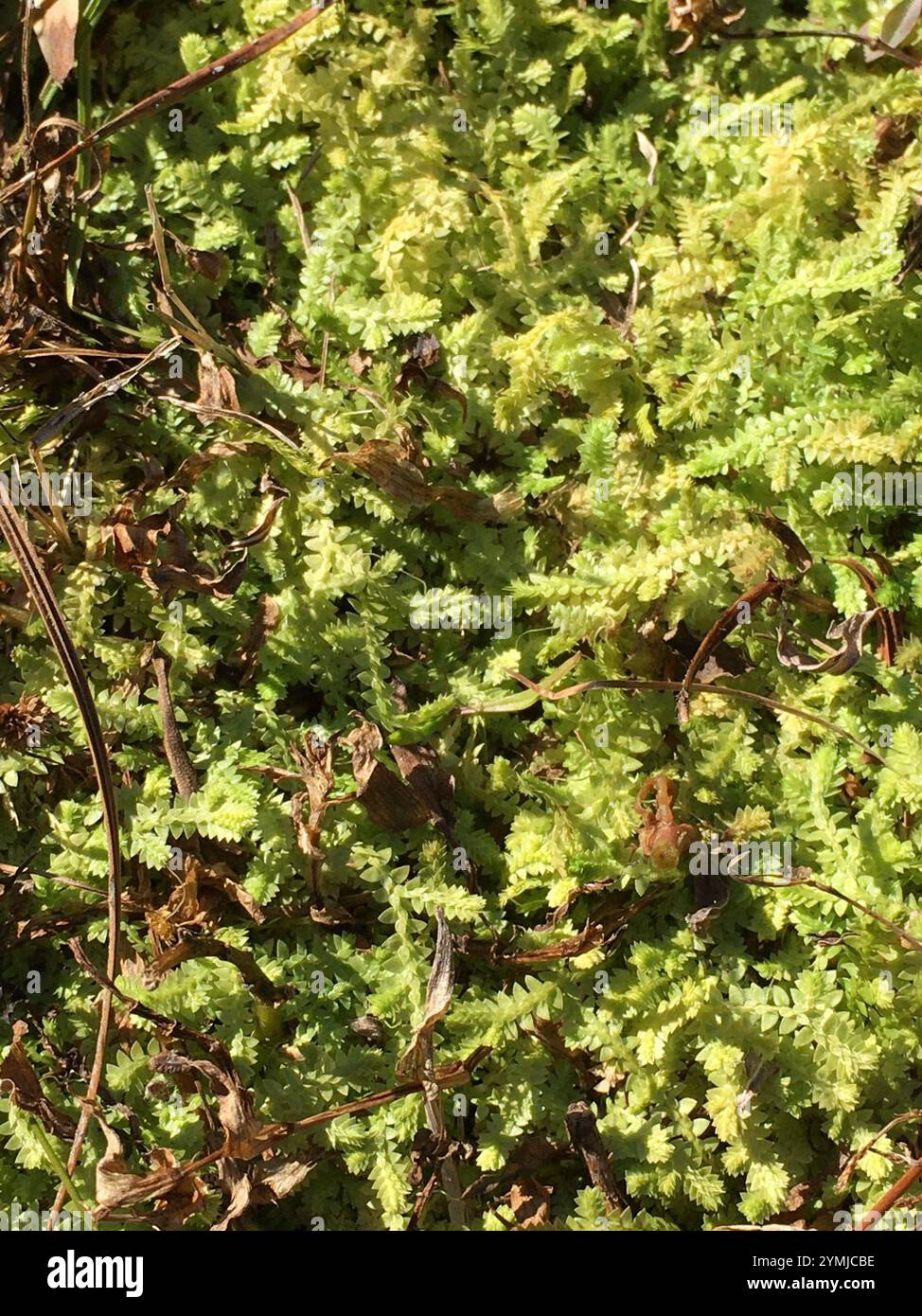 Spikemoss del prato (Selaginella apoda) Foto Stock