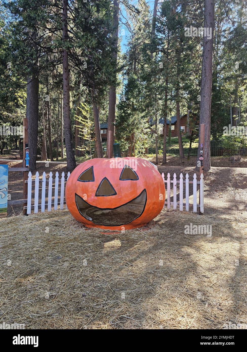 Zucca gigante scolpita a Apple Hill, California, utilizzata come luogo per scattare foto durante la celebrazione del raccolto. Foto Stock