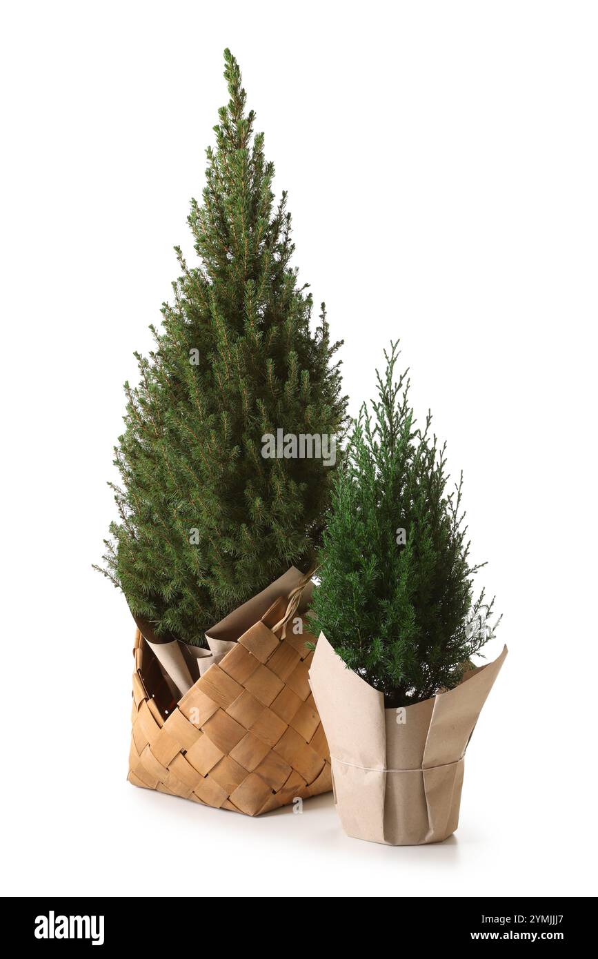 Due piccoli abeti rossi isolati sul bianco Foto Stock