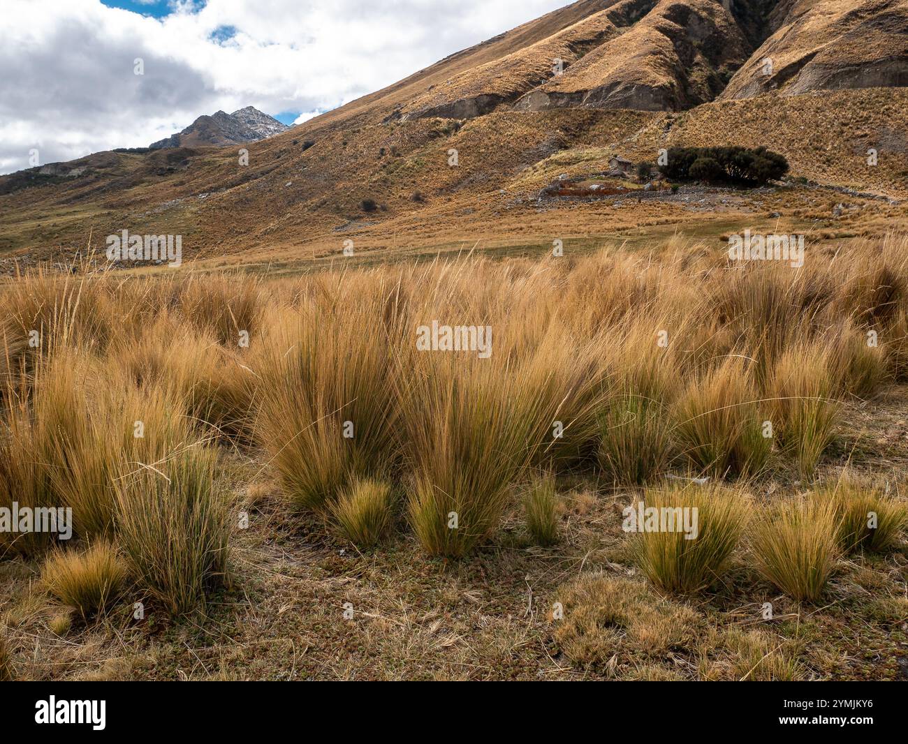 Stipa ichu, erba delle Ande sudamericane, usato nelle Highlands come tetto di case, per dare consistenza all'Adobe, in alcune particelle Foto Stock