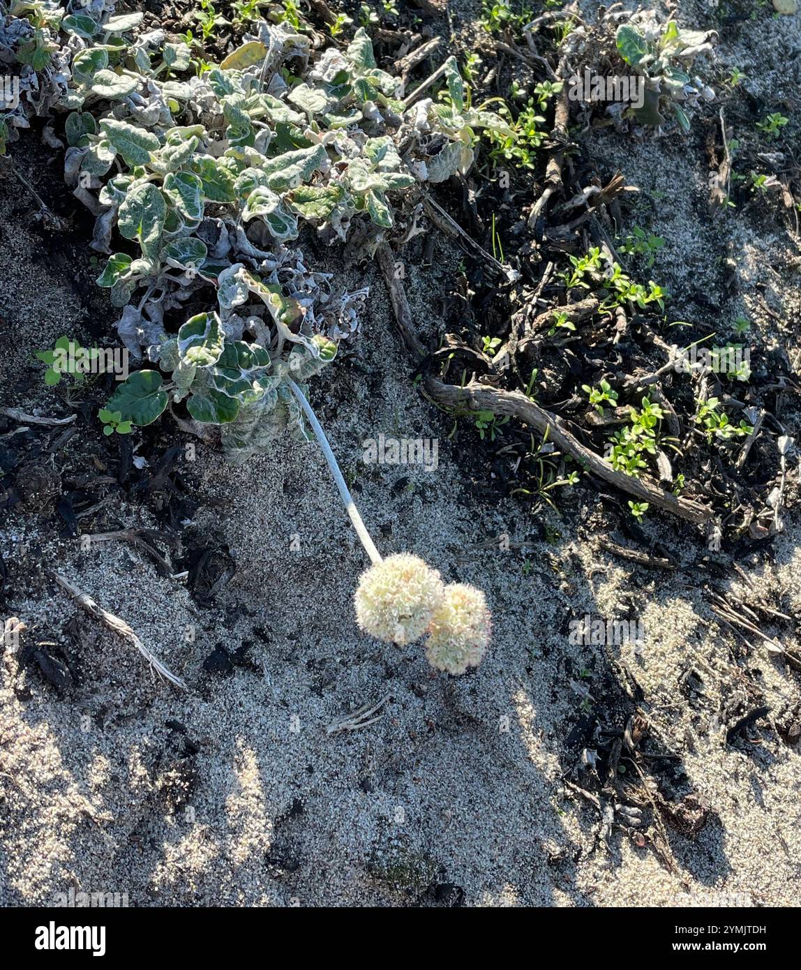 Grano saraceno (Eriogonum latifolium) Foto Stock