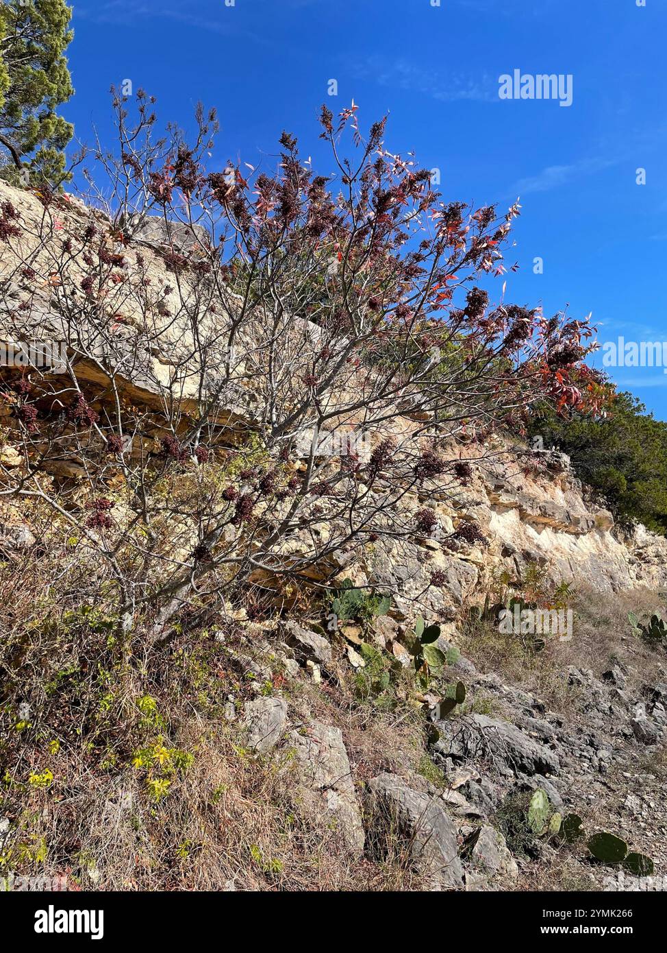 Sumac Prairie flameleaf (Rhus lanceolata) Foto Stock