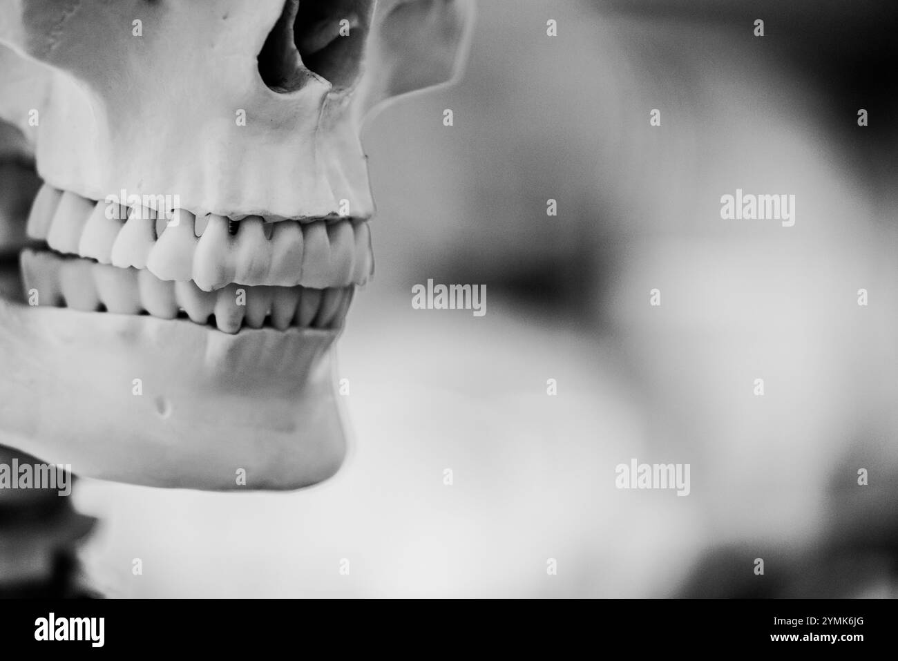 modello dentale su un modello di scheletro umano per studiare odontoiatria Foto Stock
