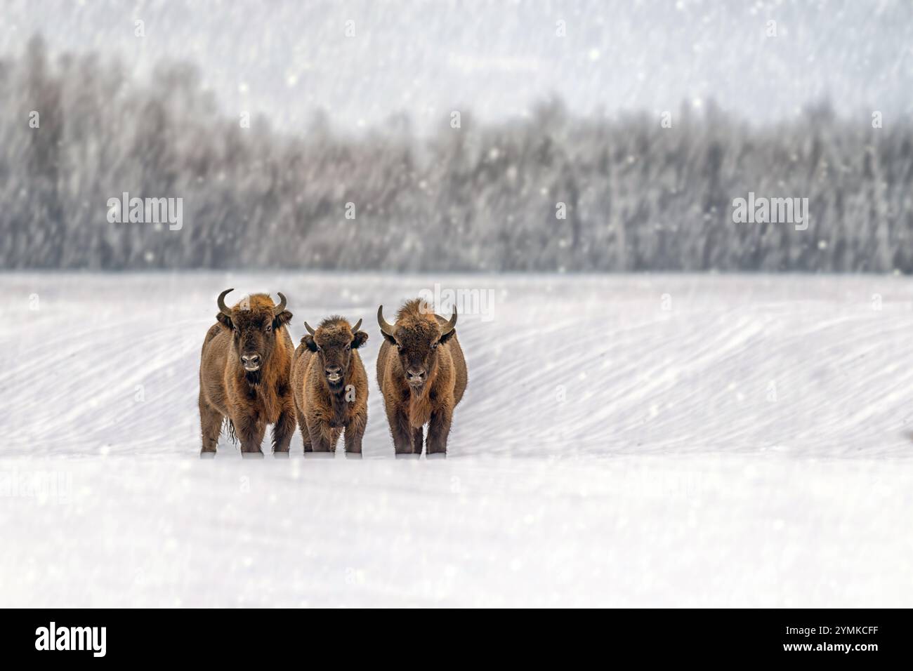 Tre bisonti si stagliano insieme nella neve profonda durante una tempesta di neve invernale, circondati da un tranquillo paesaggio bianco e alberi lontani, che mostrano la durezza o Foto Stock Tre bisonti si stagliano insieme nella neve profonda durante una tempesta di neve invernale, circondati da un tranquillo paesaggio bianco e alberi lontani, che mostrano la durezza o Foto Stock