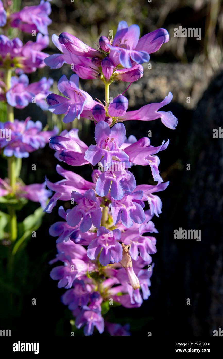 Alberta Beardtongue (Penstemon albertinus) nella Boise National Forest Foto Stock