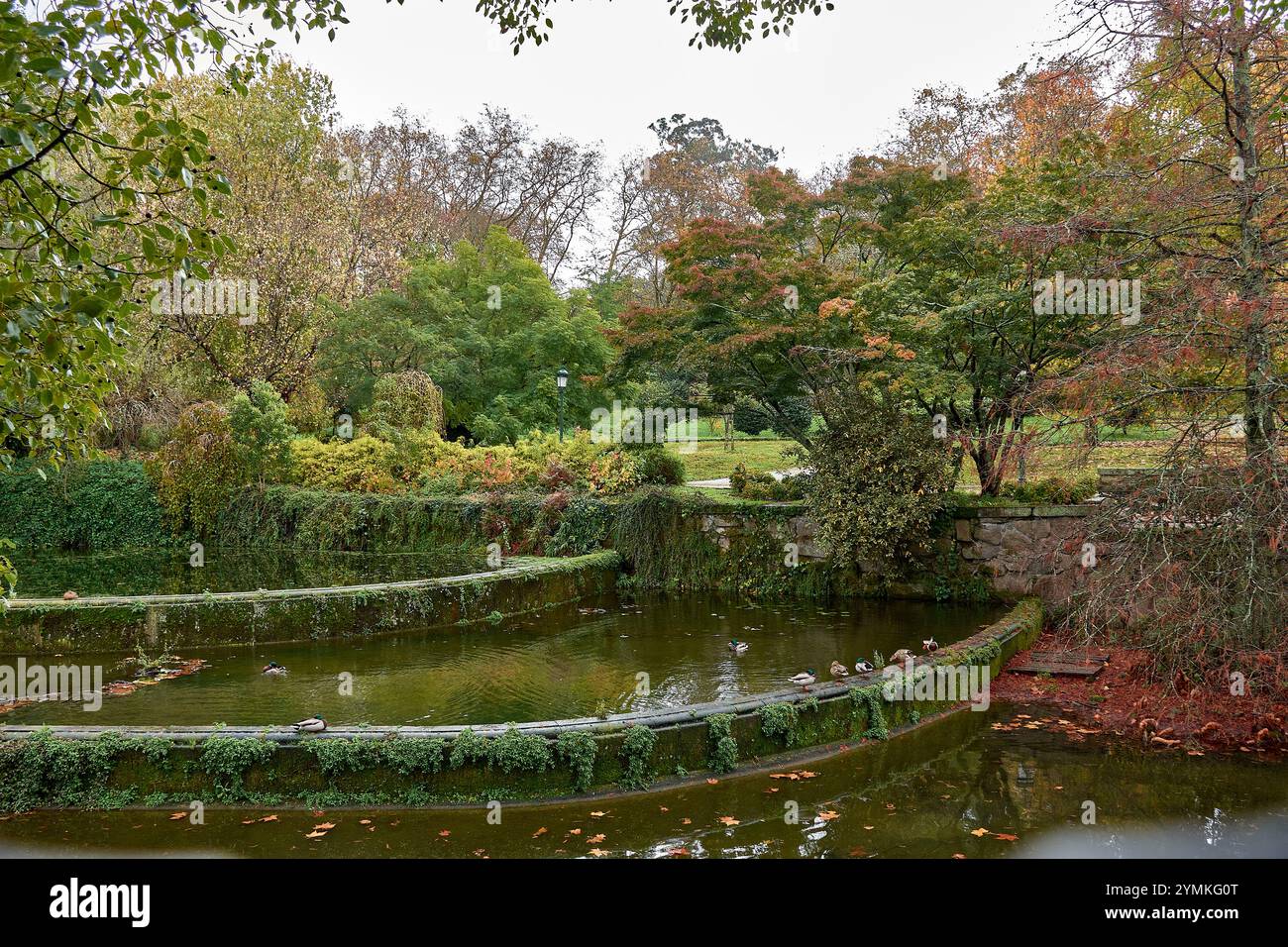 Le foglie d'autunno dorate galleggiano dolcemente su un tranquillo laghetto, creando una tranquilla e pittoresca scena di bellezza e riflessi stagionali. Foto Stock